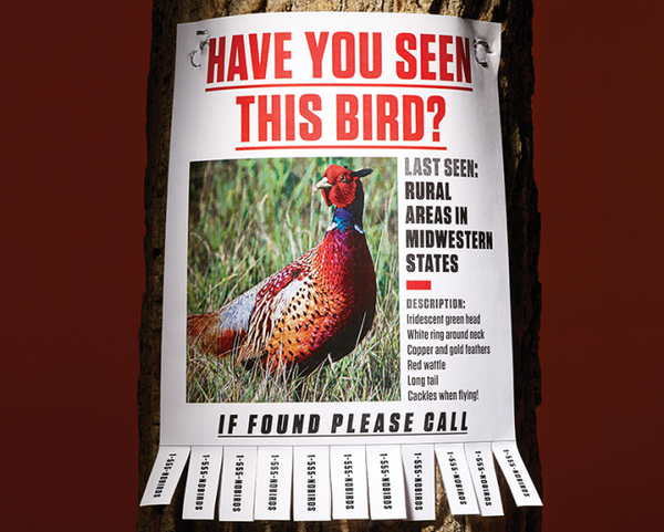 pheasants4ever's tweet photo. Silent Fields: Where Have All the Pheasants Gone? http://t.co/k2SBbA6qZX via @FieldandStream http://t.co/J8wLNv8XmW