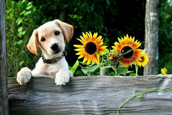RT 🐱🌹"<a href="/cliffping/">cliff ping</a>: Espero que están teniendo un buen día <a href="/mainzina/">Elizabeth</a> " HAPPY WEEKEND!    ♥QQ