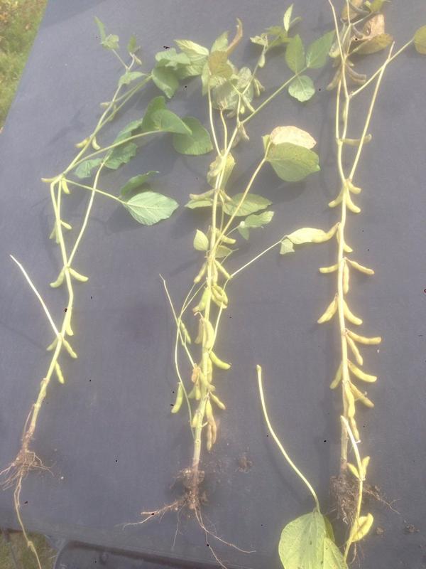 EmmaFeltz's tweet photo. The difference a foliar feed can make on the same variety same day planting. 42phiK + Acapella http://t.co/8XCbGDbQyb