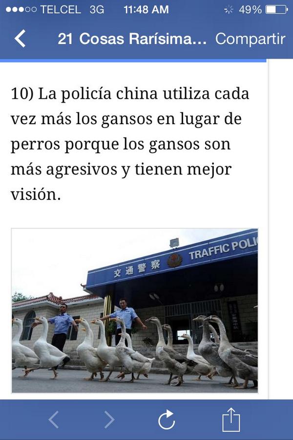 pamems's tweet photo. “@anakarencab: Creo q tu no puedes ir a china @pamems http://t.co/YaIjvNJ3tt” // ahhhhhh!! Me muero neta si son malos los gansos!!