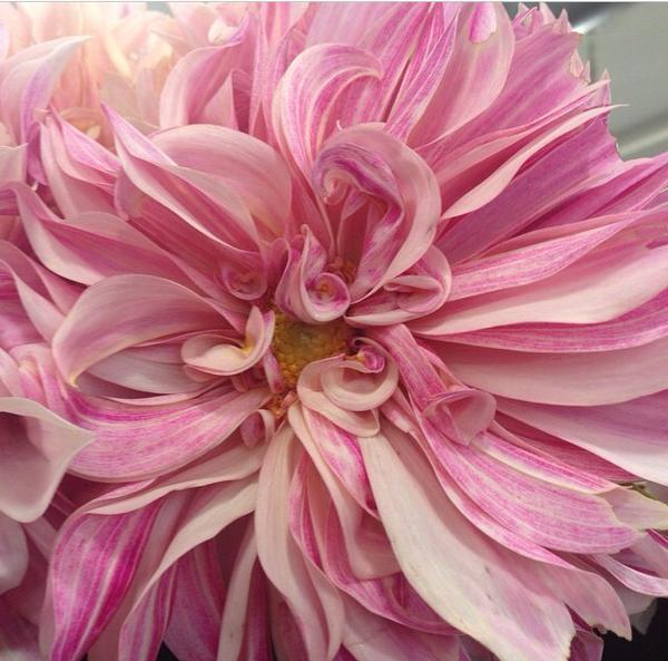 KateFloral tweet picture