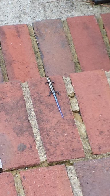 Holy crap the lizards in AZ have blue tails! http://t.co/csCm52YAO8