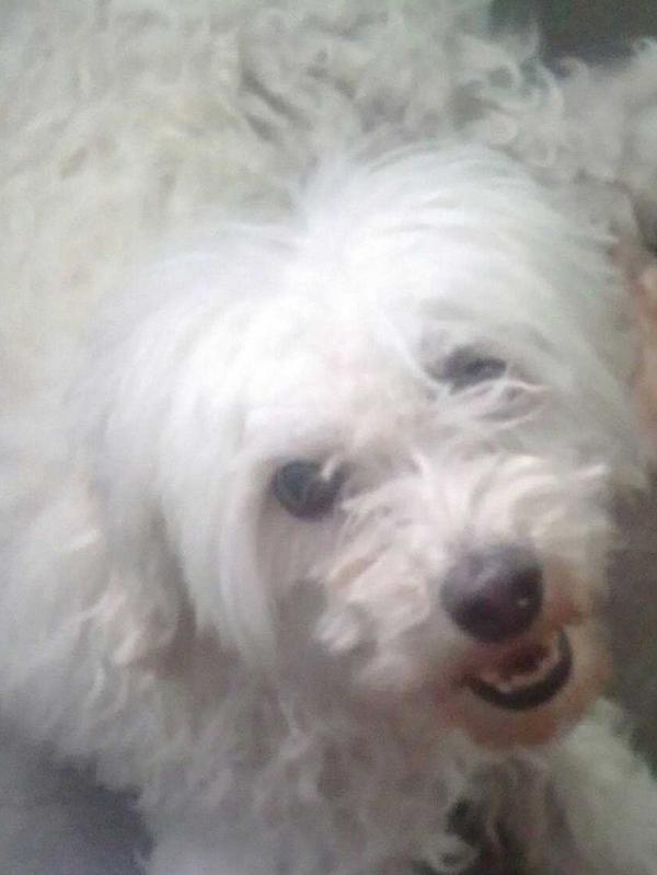 skyplum's tweet photo. @ps_lozano mira lo que adopte http://t.co/sFO1kWo0cX