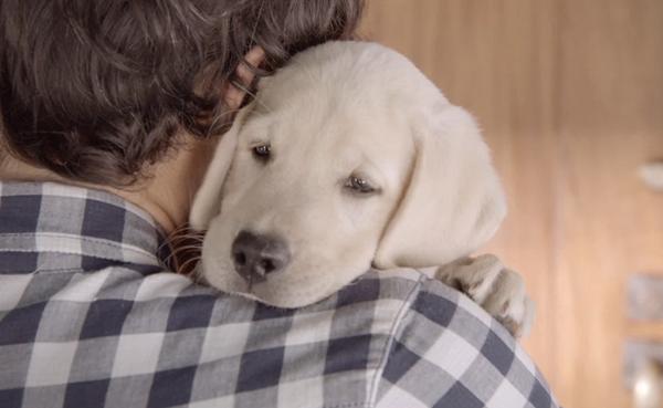 The <a href="/Budweiser/">Budweiser</a> Puppy Is Back and We Were Not Prepared For This Emotional Rollercoaster >>> barkpost.com/the-budweiser-…