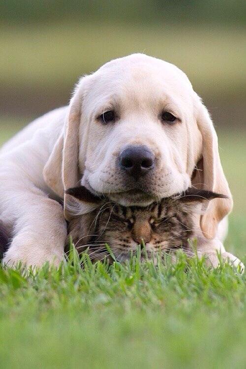 Elverojaguar's tweet image. 