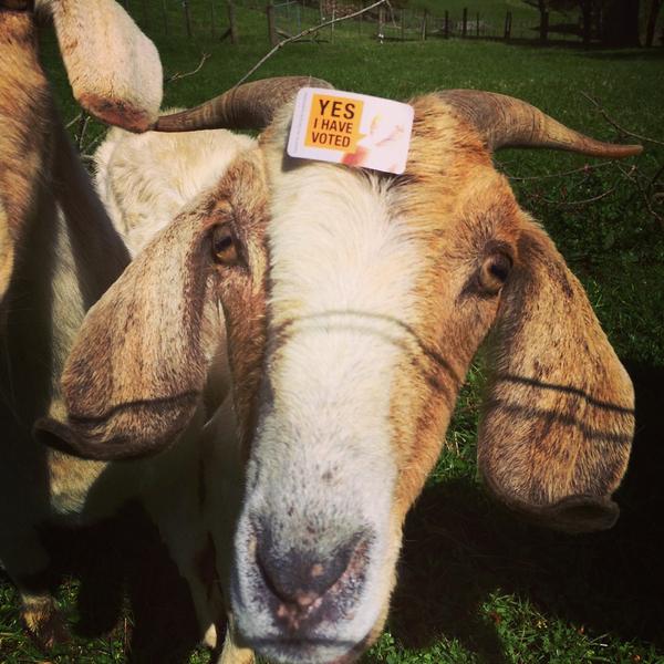 @brenasmith @Kiwi_Chatter snap! #goatvoat