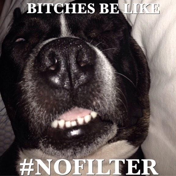 Barkbox2's tweet photo. @Barkbox2 #bitchesbelike #nofilter #lol http://t.co/1dWOOYNfBu