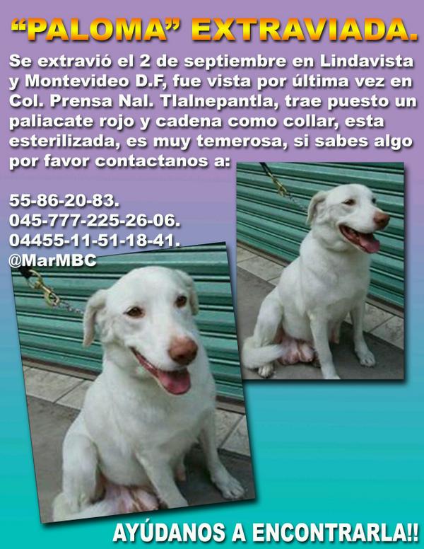 MarMBC's tweet photo. PALOMA EXTRAVIADA,AYUDA XFA,NO NOS RENDIMOS EN ENCONTRARLA @InstitutoPerro @canwalk2012 @xlosanimaless @funeral_pet http://t.co/P6wZ6h201E