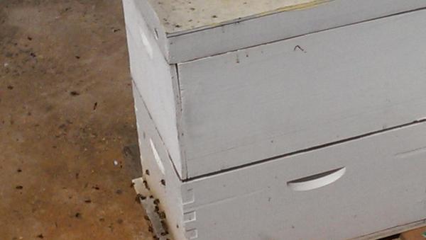 FOKCreek's tweet photo. Bees working hard in this #Sunshine west hive in the sunshine #Brimbank http://t.co/zpaPSLgvaN