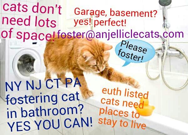 femininica's tweet photo. #SaveYourCat #SOS RT @MeowMiyashita: "@nerissathecat: FOSTERING SAVES LIVES!!! https://t.co/YsGlgF5iIA" http://t.co/x4JjfQDVJL