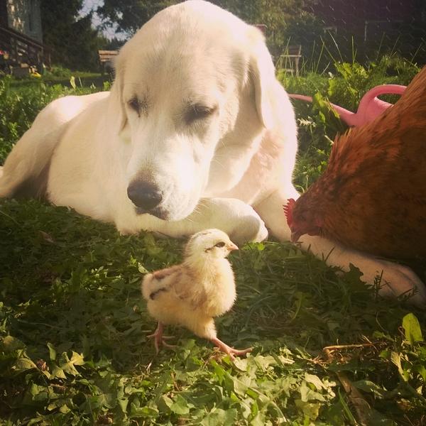 muke83's tweet image. Take care of the smaller ones! #LGD #centralasianshepherd #farmdog #farmlife