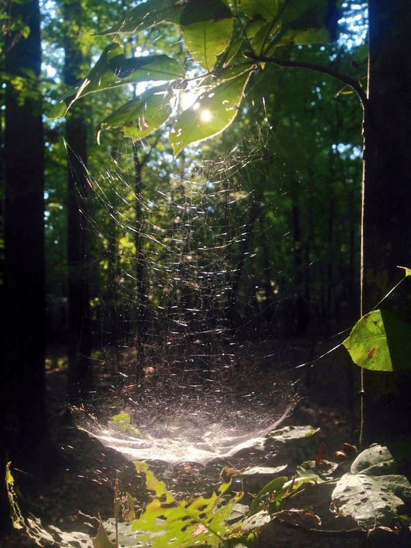 Good nature today! Found this basket-shaped spider web 🐜🌳🌿🌾🌸☀️🌌 #wildernessadventures