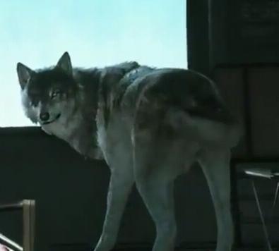 MrKojiMan's tweet image. #DDtheWolf TT Now