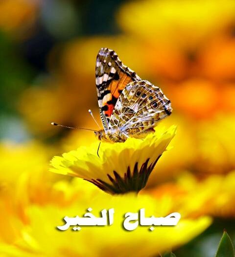 umTlal's tweet photo. “@LuluaMarch: صور جميلة صباح الخير http://t.co/kY4UB66ZmE”