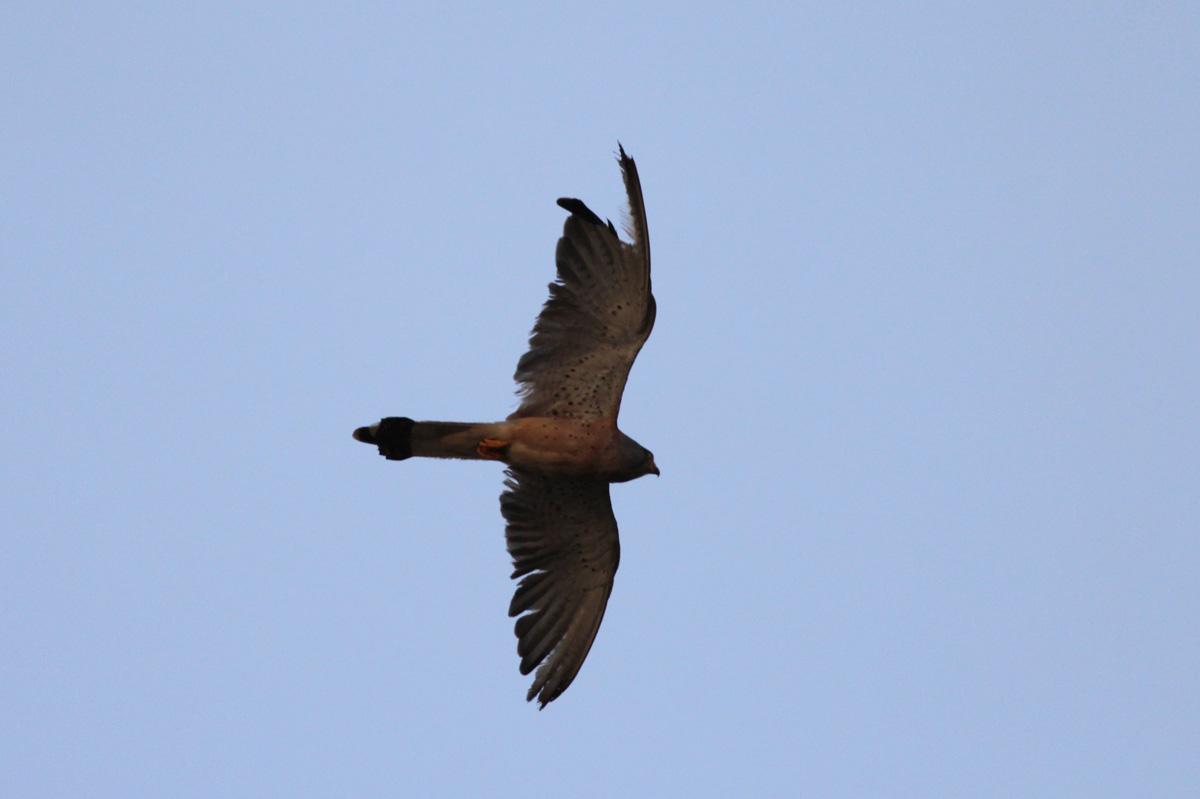 BirdLife Malta on Twitter "AUTUMN HUNTING SEASON CLOSED until 10 Oct