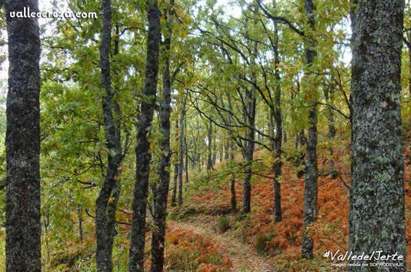 Valle del Jerte tweet media