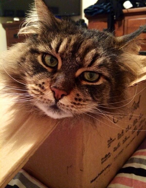 Kristie Hanlon tweet media