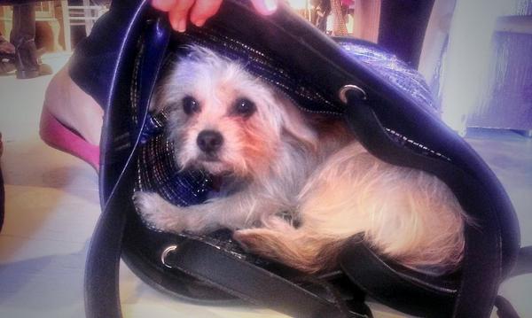 Pocket size pooch #dogsoftwitter #rescuedogsrock