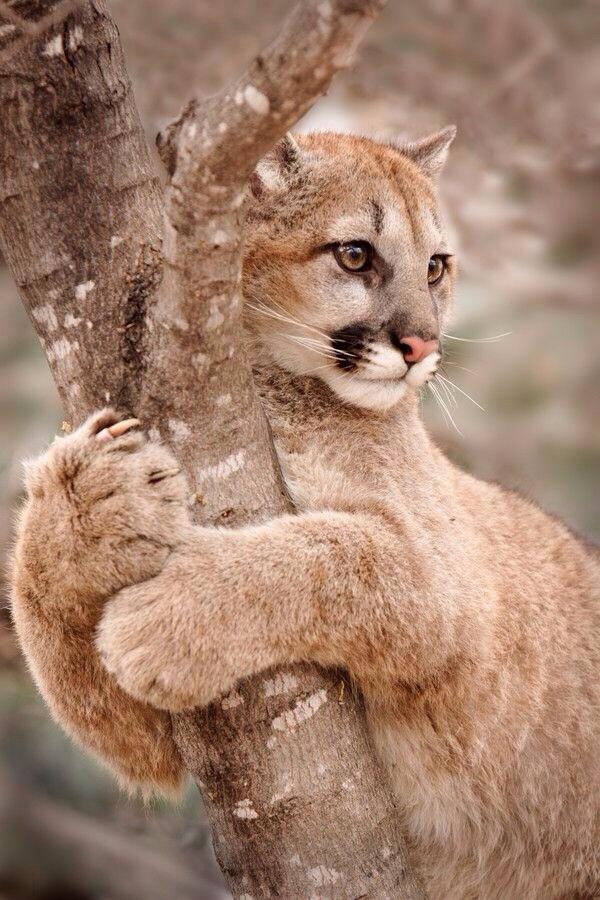 *~Animal Pictures~* - Page 548 - Stormfront