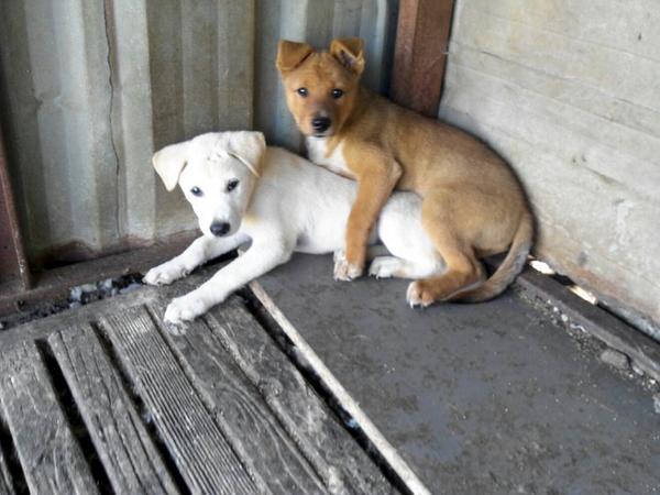 julia607's tweet image. 한국 개들 현실... 어미개와 아빠개를 아저씨가 팔아 버렸는지, 도살장에 의뢰하여 잡아 먹었는지, 저번에는 보였는데 보이질 않고, 강아지만 덩그러니 남은 채 이렇게  서로 의지합니다.