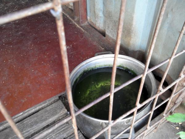 julia607's tweet image. 한국 개들 현실... 어미개와 아빠개를 아저씨가 팔아 버렸는지, 도살장에 의뢰하여 잡아 먹었는지, 저번에는 보였는데 보이질 않고, 강아지만 덩그러니 남은 채 이렇게  서로 의지합니다.