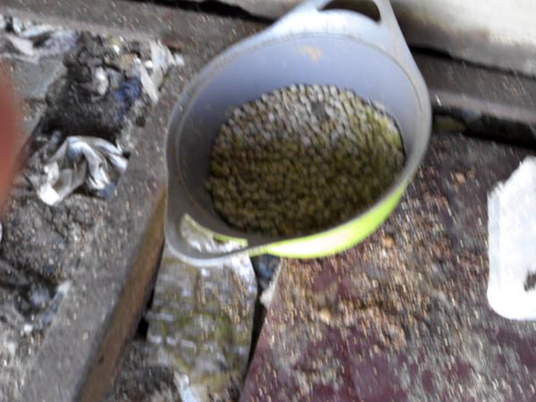 julia607's tweet image. 한국 개들 현실... 어미개와 아빠개를 아저씨가 팔아 버렸는지, 도살장에 의뢰하여 잡아 먹었는지, 저번에는 보였는데 보이질 않고, 강아지만 덩그러니 남은 채 이렇게  서로 의지합니다.