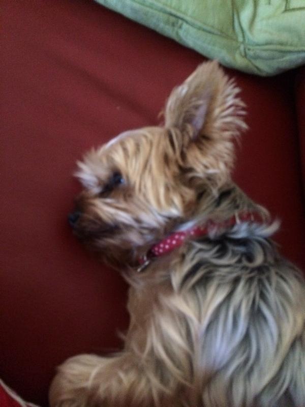fonduenstuff's tweet photo. @Pearlilicious11 Thanks for watching football with me this weekend! You're my good luck charm! #yokies4bulldogs http://t.co/7z0aLLwu4w