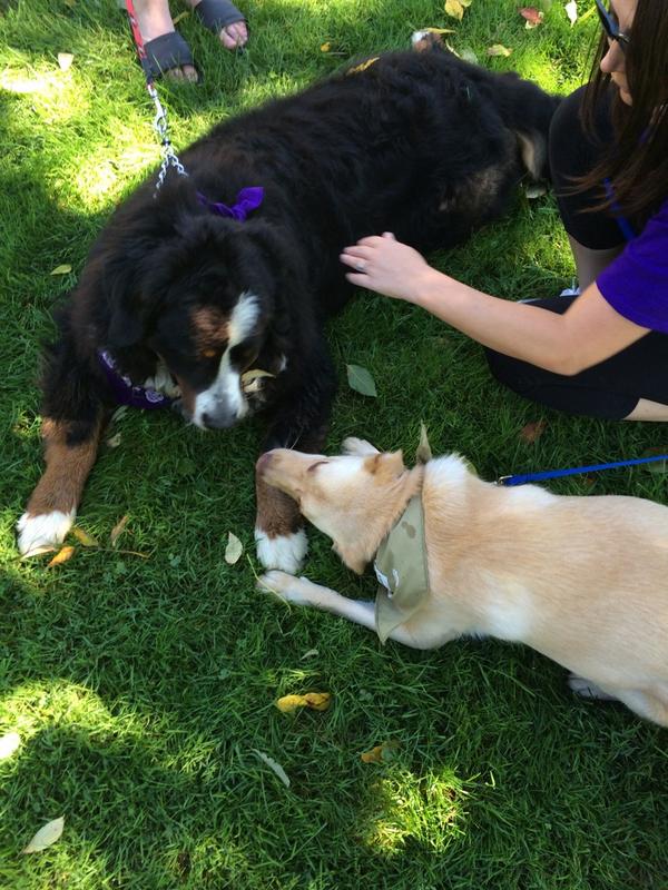 LokiDoberdog's tweet photo. Hello. I love you let's be friends. #OHSWalkRun @Kenzi_and_Troy http://t.co/7e9RM2qLAK