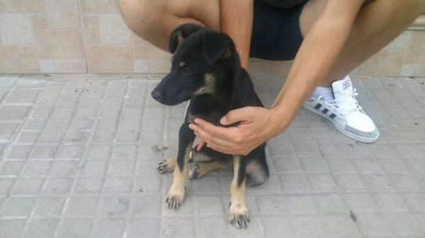 LASAnimal's tweet photo. https://t.co/oo5XiRsl1O #TATA CAHORRA!! Vagaba por la calle, no tenemos dinero para residencia, ESTÁ EN UNA CUADRA!! http://t.co/vRIAut2cLb