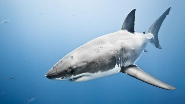 valequatty's tweet photo. "@infobaeamerica: Los tiburones, la mayor amenaza a las conexiones de internet http://t.co/9dEYuomRdS http://t.co/HHxAHwXW72" @Lucardy