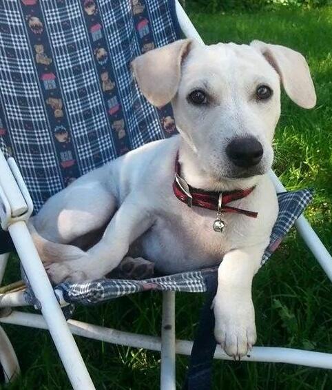 MiraclePaws8's tweet image. Who wouldn't want to adopt this insanely cute puppy? #adoptdontshop