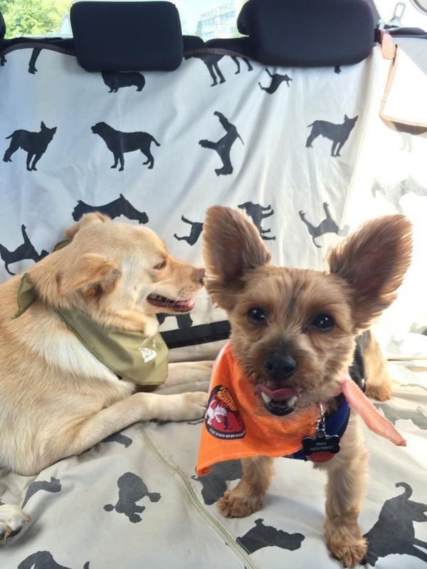 LokiDoberdog's tweet photo. Hey! Hey! Hi! Auntie with the phone, can we go again next year?!! #OHSwalkrun @Kenzi_and_Troy http://t.co/9s51rHIMXv