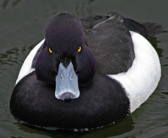 getquacks's tweet photo. Looks like this duck has a case of the Monday's. Look on the bright side, at least you're not a swan!
#swanssuck http://t.co/q6KmjLkyn8
