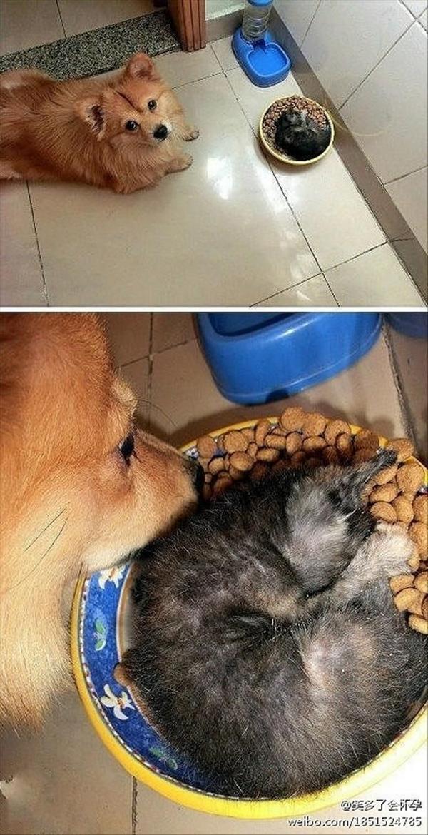 CritterZoneUSA's tweet image. "But you told me NOT to eat the cat..." #critterzone #adorable #kittykibble