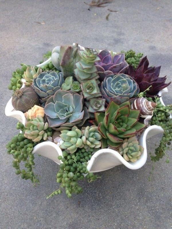 Fruit bowl? Vase of flowers? Echiveria office plant of the year look great in bowl 4 ages @eFIG_Ltd @IndoorGdnDesign