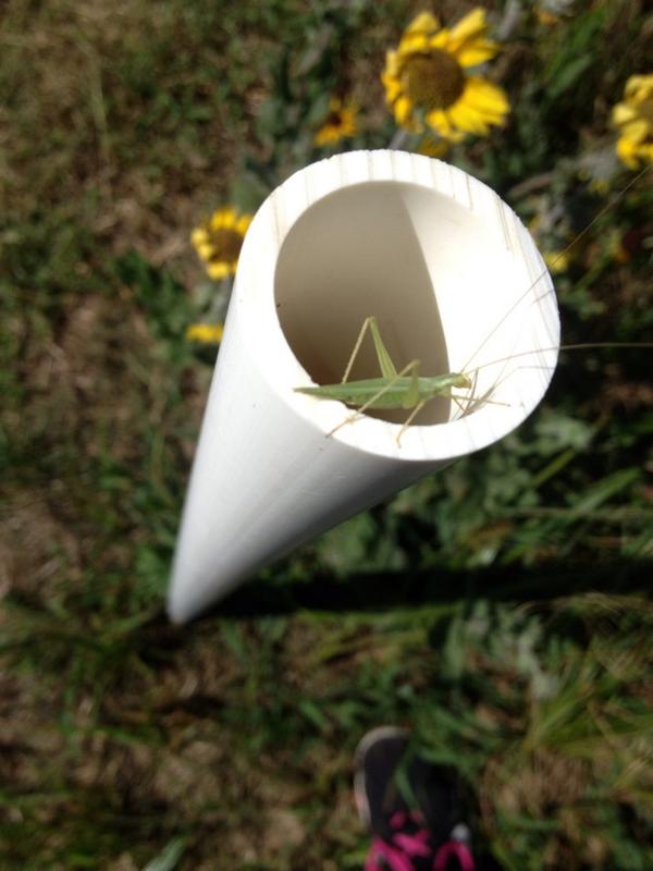 magziegler's tweet photo. Someone tell me what this is #nofilter #insect #vollebruh6 http://t.co/H4Z0XEB5T7