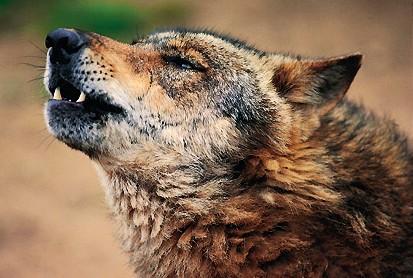isaacBIOvega's tweet photo. España, Francia y Portugal deben elaborar planes de gestión transfronterizos para conservar el #Lobo MT@WWFespana http://t.co/9nT9UnHlPL