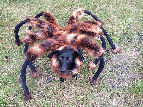 Kennel_Keeper's tweet photo. "Spider-dog sends unsuspecting victims fleeing in absolute terror for their lives"

http://t.co/10BXOdTcBR

" http://t.co/Li2dA8v1Zz
