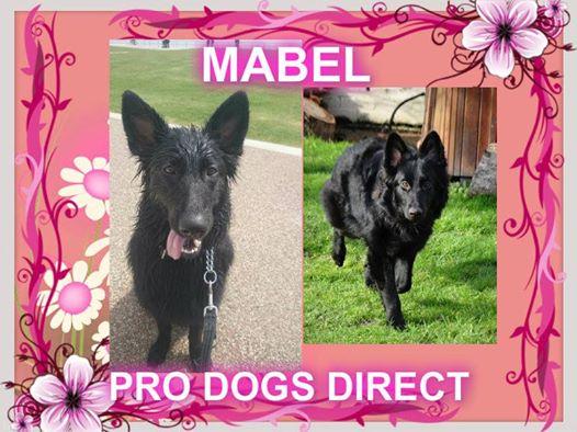 The_Animal_Team's tweet photo. #marvellous Mabel #gsd #semilongcoat 17mo #experienceofGSD #continuetraining #olderdog HC&amp;Fees @The_Animal_Team #rt http://t.co/Ht0AxAKqKv