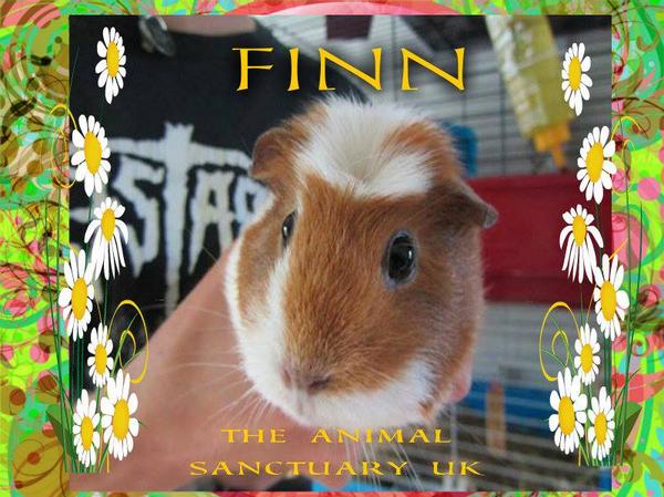 The_Animal_Team's tweet photo. #finn #female #guineaPig #gingerwhite #lovestunnels #friendly #happy #lively hc&fees @TheAnimalSancUK #k9hour http://t.co/PxG9JcferQ