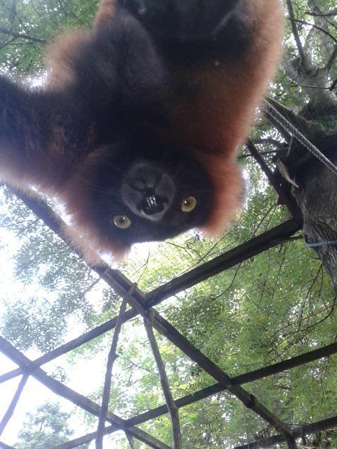 Kateeli92's tweet image. Maddiason trying to help me work :-P gotta love him x