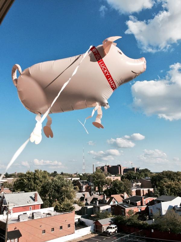 Jayne_J's tweet photo. When pigs fly!! 🐷 #HomeOfTheFlyingPig #OnlyAtUC @laurenkochh http://t.co/i7srHlmXJk