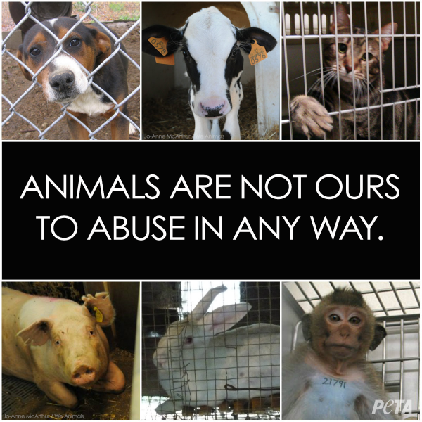 What Does Peta Stand For