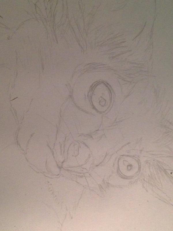 RavenSongArt's tweet photo. Aye-aye studies from tonight #drawing #animals #wildlife #Madagascar #fancyanimal @ChrisOatley http://t.co/ftILDorTQk