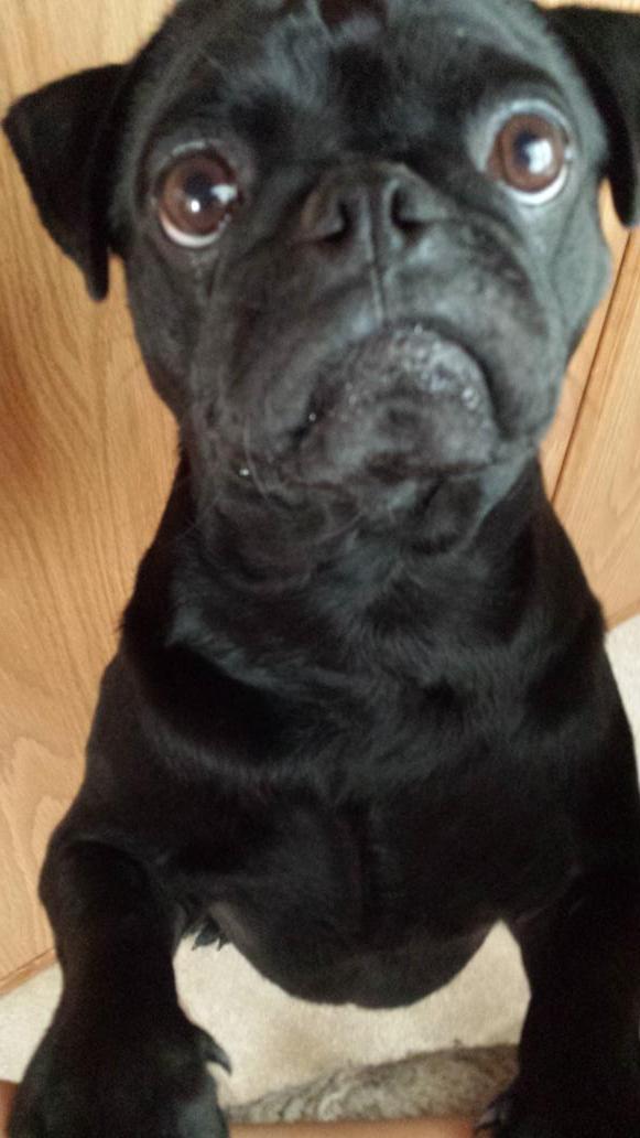 KimiiiJo's tweet photo. #pugmonday http://t.co/81wImQagLq