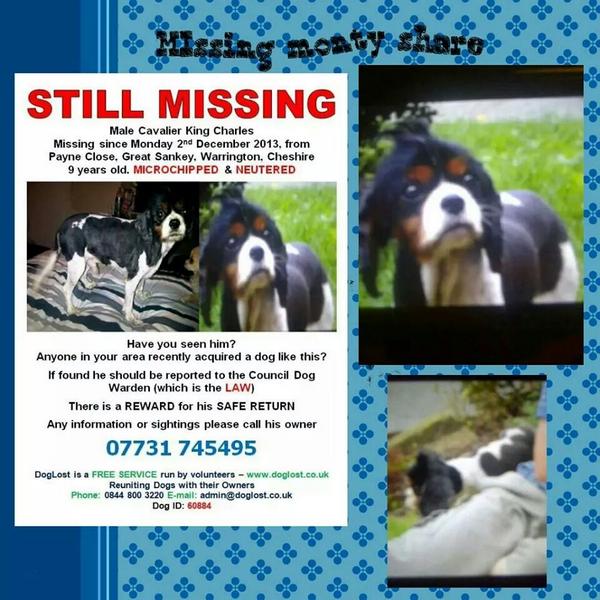 Please rt monty cavalier king charles spaniel still missing warrington wa5 area tri colour neutered male 9years old