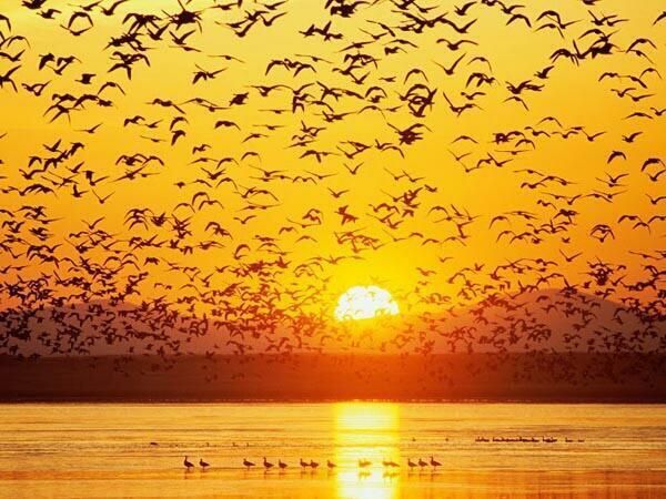 _Paisajes_'s tweet photo. La combinación perfecta. Elegida como mejor foto del fin de semana por National Geographic. África. http://t.co/jkmMIzxGq2