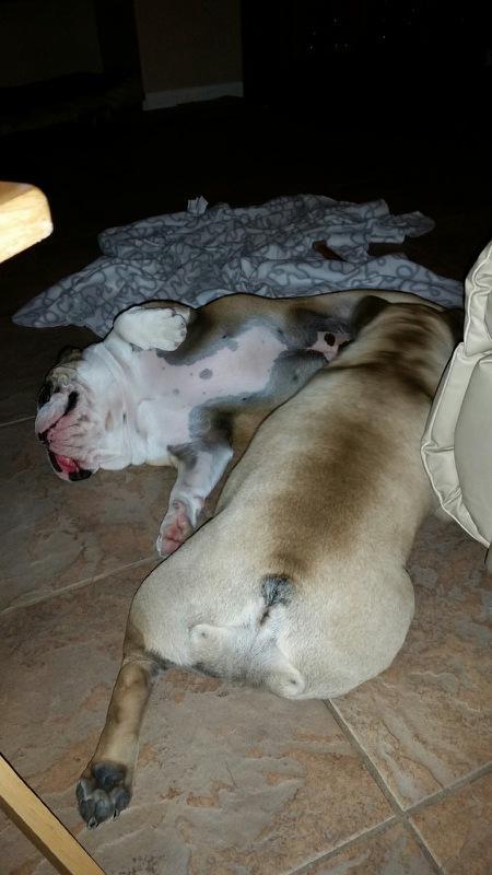 Datadine's tweet image. Get back from work to see this