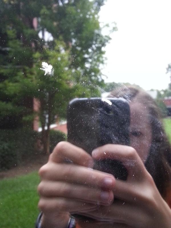 beckyms44's tweet image. Feathers stuck to window. #birds #windowcollisions