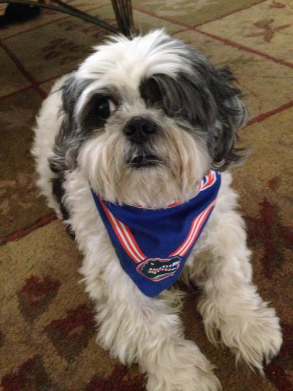 TomLaneMusic's tweet photo. This little guy is one devoted and rotten fan!! http://t.co/MOLEYbmLOj